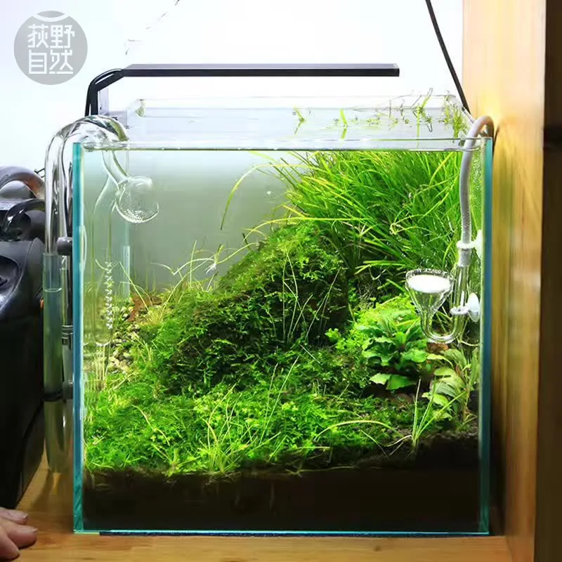 Aquarium Marine Plants - Chihiros C Series ADA Style Plant
