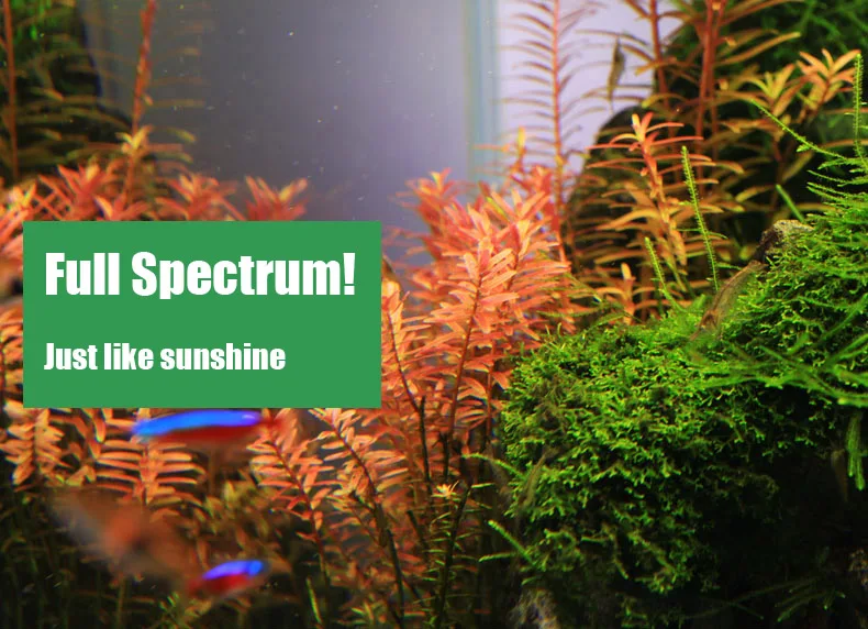 Chihiros C Series ADA Style Pl - đánh giá và giá Aquarium Marine Plants
