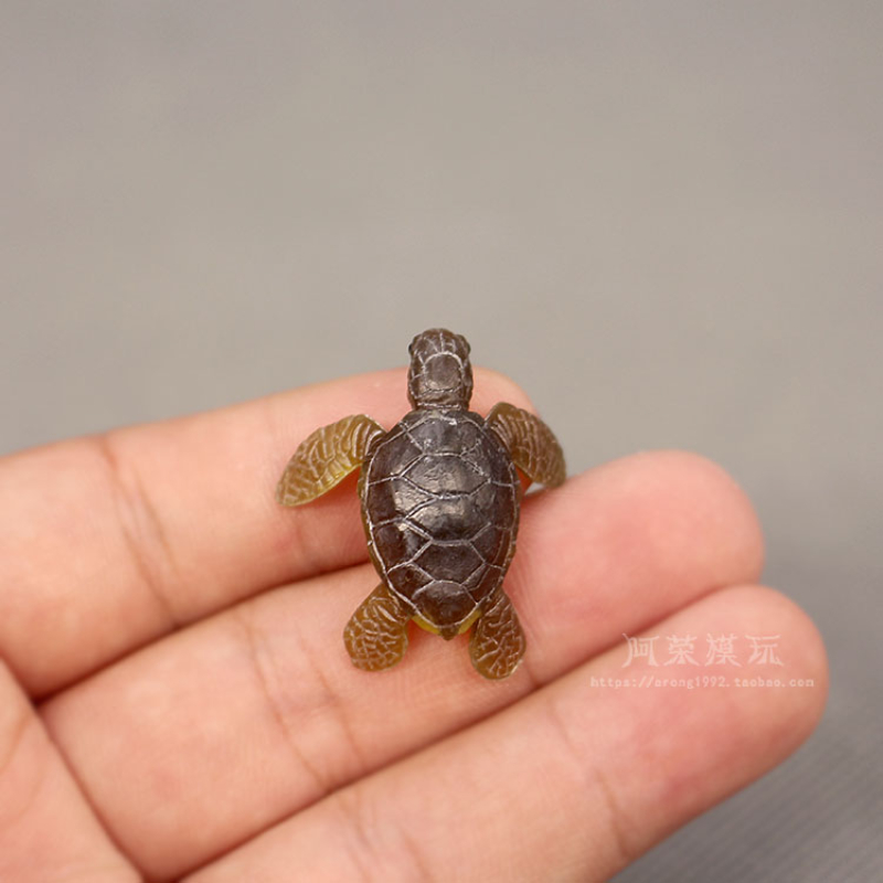 Sinh Vật Biển Rùa Biển Mẫu Đồ  - đánh giá và giá Marine Aquarium Japan