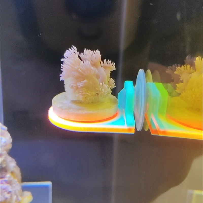 Color Random Coral Frag Holder - đánh giá và giá Aquarium Marine Color
